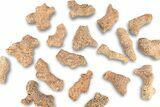 1 1/2 to 2 1/2" Devonian Fossil Tabulate Coral Piece - Photo 2